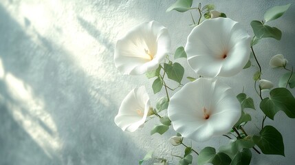 Wall Mural - White Flowers on a Wall with Soft Light