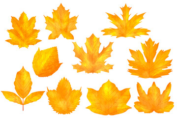 autumn leaves illustration