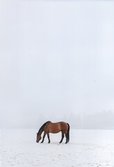 winter meadow landscape with mist and one horse