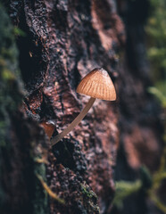 macro closeup of small mushroom growing out of tree trunk in the forest