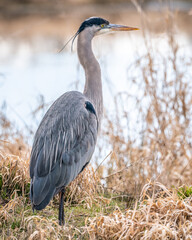 portrait of great blue heron in grass