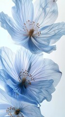 Poster - Three blue flowers with a white background