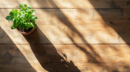 Poster - The image showcases a rustic wooden plank table adorned with a small pot containing a vibrant green plant