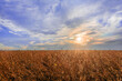 © physyk - Amazing sunset over a field of ripe soybeans