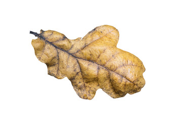 Wall Mural - brown oak leaf in autumn fall colour macro close-up png file cut out and isolated on a transparent b