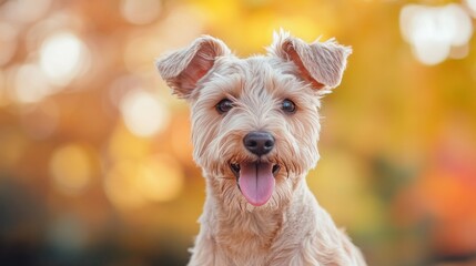 Wall Mural - A cheerful dog with a playful expression against a blurred autumn background.