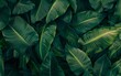 © PGD - Abstract green leaf texture nature background tropical