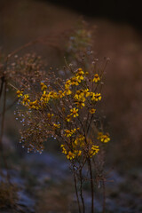 Sneezeweed yellow plant blooms on cold rainy fall season day closeup in Texas field.