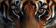 © Valerii Dekhtiarenko - A detailed macro shot of a tiger face with a focus on its intense gaze and facial features, emphasizing the sharpness and power of the animal.