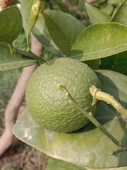 Unripe green sweet orange with green leaves on plant. unripe Citrus sinensis fruit with leaves on plant 