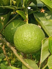 Unripe green sweet orange with green leaves on plant. unripe Citrus sinensis fruit with leaves on plant 