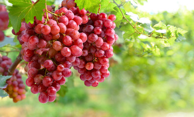 Red grapes hanging on vine in grape farm.