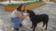 © Krakenimages.com - A beautiful young woman squats down to pet her labrador dog in an urban city park on a sunny day, showcasing a joyful moment between a pet and its owner.