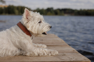 a west highland white terrier lies on a wooden dock near a lake, waiting for its owner