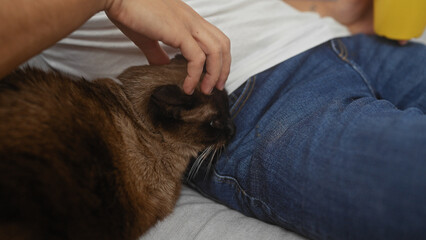 Wall Mural - A man at home petting a siamese cat, showcasing a cozy indoor companionship.