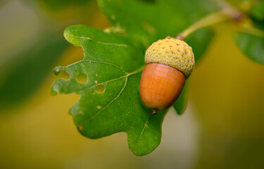 Oak leaf, acorn on oak tree background.