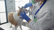 © Krakenimages.com - A female veterinarian examines a chihuahua at a veterinary clinic, showcasing attentive care in an indoor medical setting with professional equipment.