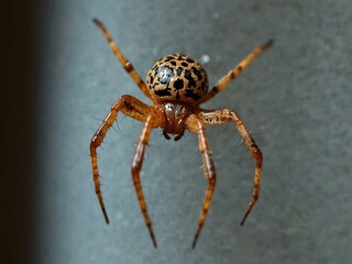 Wall Mural - Strange spider.