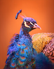 peacock, bird, neon, glow, new, portrait, close up, orange, color, feathers, blue, feather, peafowl, wildlife, plumage, colorful, bright, exotic, profile, beauty, animal, head, nature, beautiful, y2k,