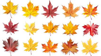 Wall Mural - Colorful autumn leaves set isolated on white background Al Content