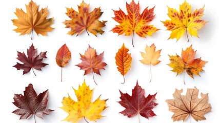 Wall Mural - Colorful autumn leaves set isolated on white background Al Content