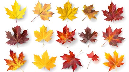 Wall Mural - Colorful autumn leaves set isolated on white background Al Content