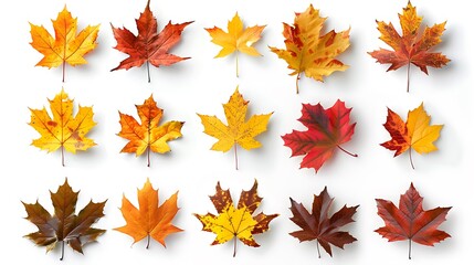 Wall Mural - Collection of autumn leaves isolated on transparent background
