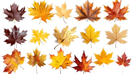 Wall Mural - Collection of autumn leaves isolated on transparent background
