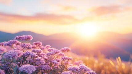 Achillea millefolium Yarrow in late summer meadow photographed from a forced perspective