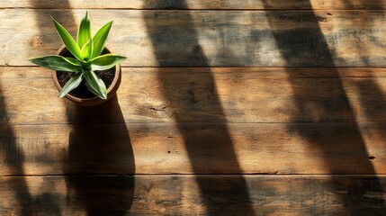 Poster - a small potted green plant sits on a rustic wooden table, surrounded by the warm tones of the wood a
