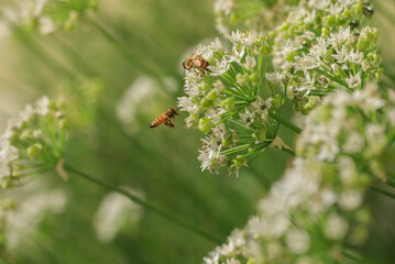 Bees pollinating chive blossoms on a sunny summer day.