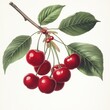 © Chawakorn - A branch of a cherry tree with ripe cherries and green leaves, isolated on a white background.