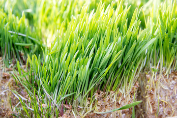 green grass background