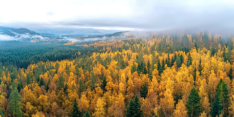 Poster - A forest with trees in various shades of yellow