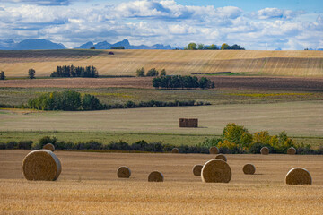 Wall Mural - Harvest field landscape near the mountains