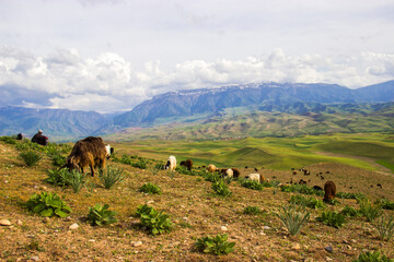 Sheep In The Mountains