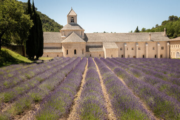 View of the Abbaye Notre-Dame de Senanque and its lavender field  with trees on the sides under a blue sky in a sunny summer day near the village of Gordes in the département of the Vaucluse, France