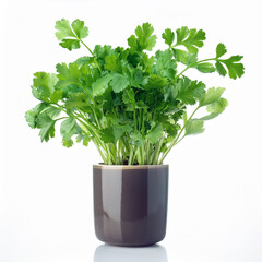 Wall Mural - Fresh Green Coriander Plant in a Brown Pot