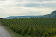 © barmalini - Landscape with green grand cru vineyards near Cramant and Avize, region Champagne, France. Cultivation of white chardonnay wine grape on chalky soils of Cote des Blancs
