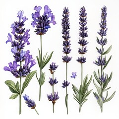 Poster - Illustration of various lavender flowers with detailed botanical features.