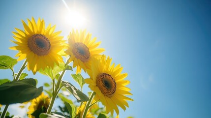 Poster - Bright sunflowers flourish in the warm sunlight, creating a cheerful display under a clear blue sky, ideal for a summer day. Generative AI