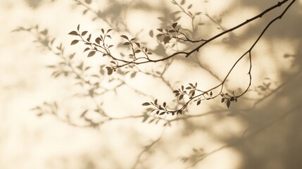 Poster - A gentle interplay of light and shadow reveals the delicate shapes of tree branches cast onto a smooth, neutral backdrop, creating intricate patterns