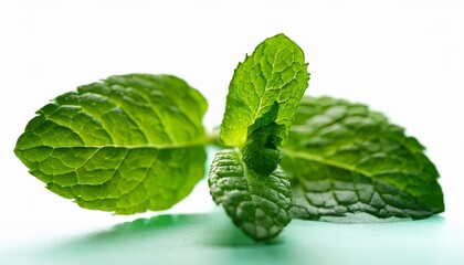 fresh mint in closeup