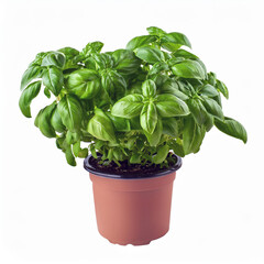 Wall Mural - Fresh Basil Plant in Pot