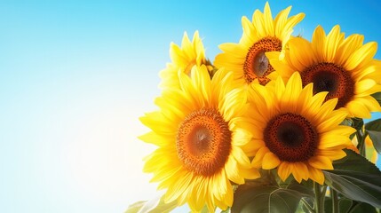 Poster - Sunflowers flourish in brilliant sunlight, their bright yellow petals contrasting with the clear blue sky above, embodying joy and warmth. Generative AI
