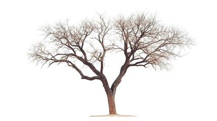 Canvas Print - Dried tree on isolate white background  