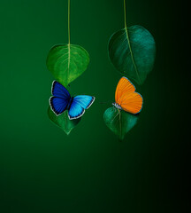 two butterflies, one blue and one orange, rest on differently shaped leaves hanging above.