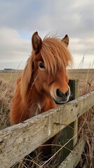 A close-up of a fluffy pony with a tousled mane, looking curiously at the camera, showing off its playful and adorable features.