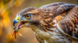 © janya - Close up of a majestic hawk catching prey , Hawk, bird of prey, predator, talons, wildlife, nature, hunting, eyes, feathers