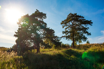 Two pine trees growing in a wild field against a blue sky, glare from the sun